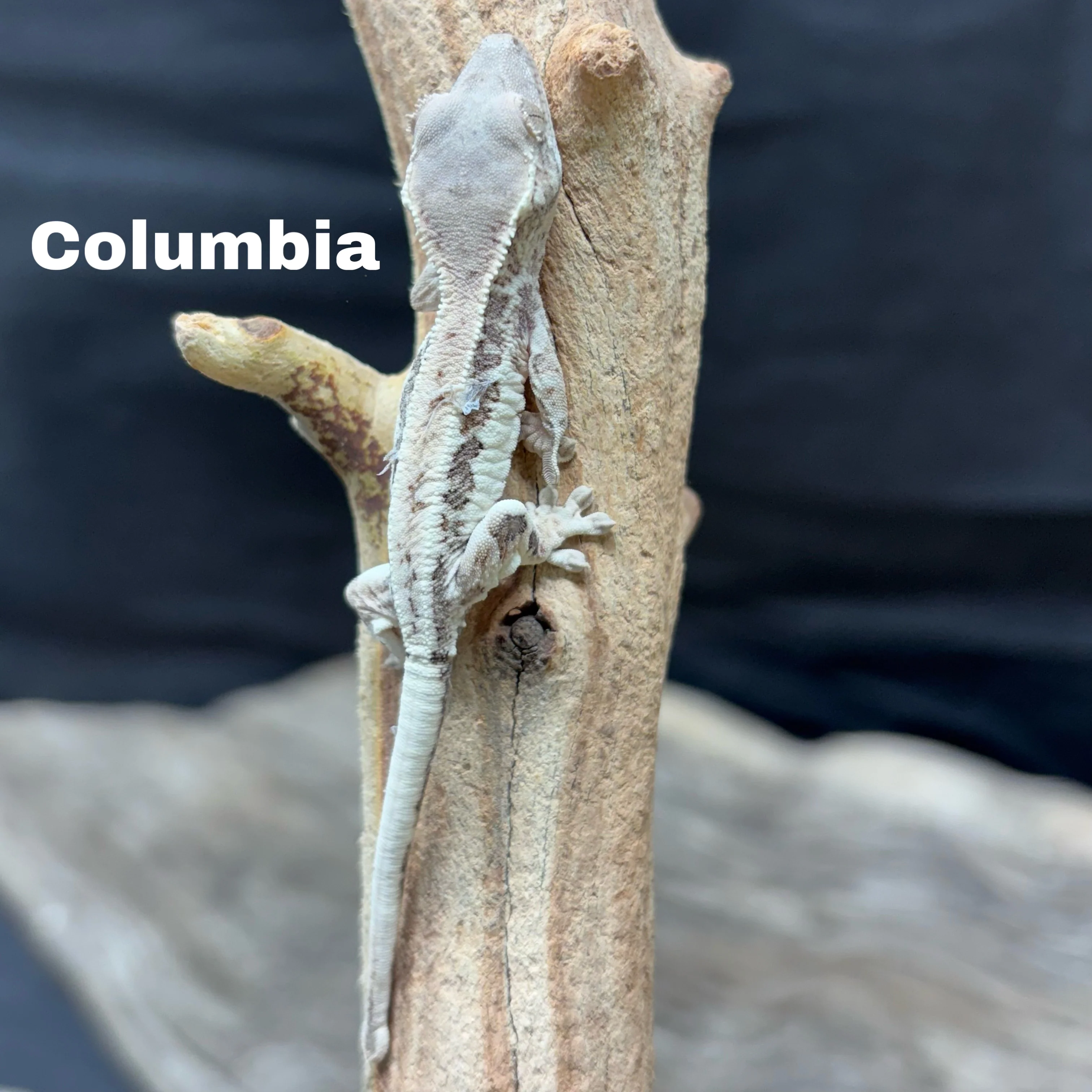 New Caledonian Geckos