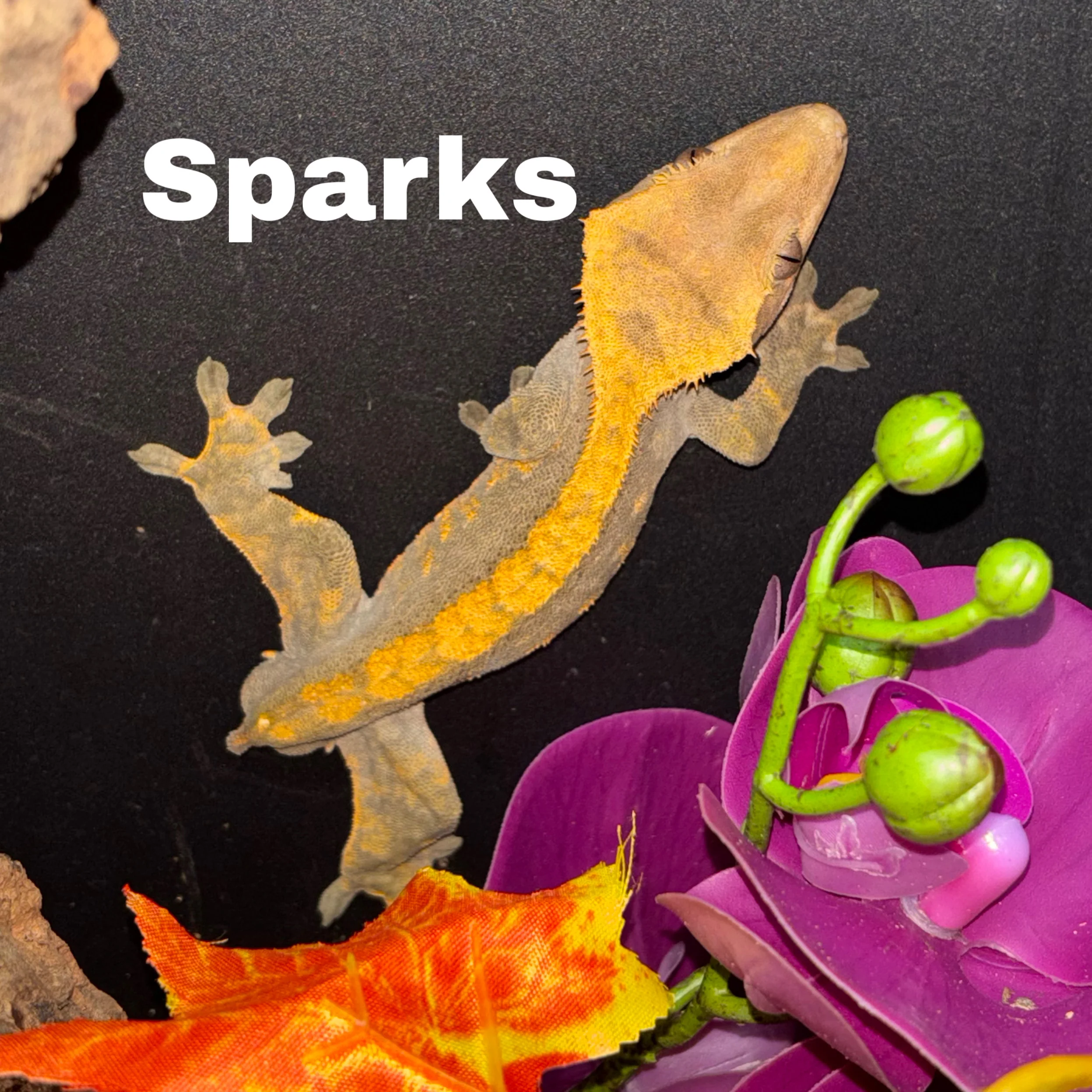 What's New? Reptiles