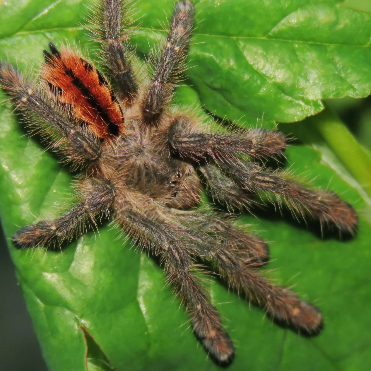 What's New? Tarantulas